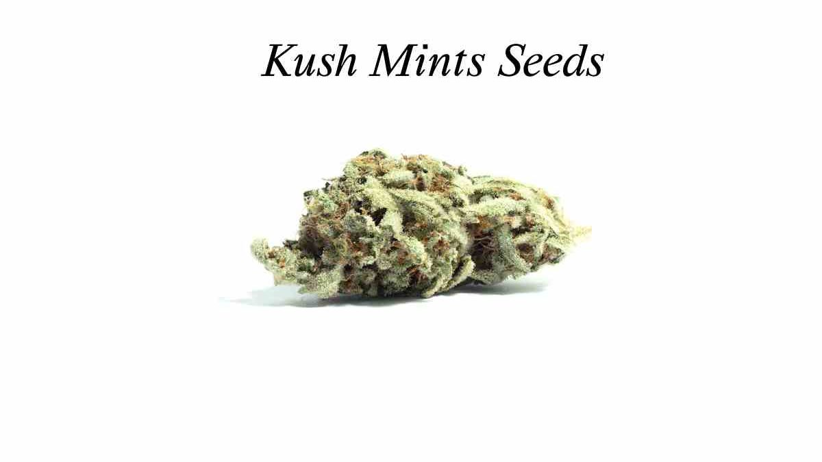 Kush Mints Seeds: A Comprehensive Guide to Growing and Benefits