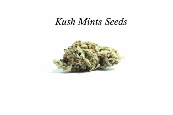 Kush Mints Seeds